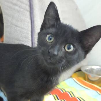 Truman -  Domestic Short Hair Cat for Adoption in Voorhees Township, New Jersey - Truman | PetCurious