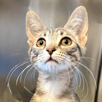 Jeff -  Domestic Short Hair Cat for Adoption in Palm Springs, California - Jeff | PetCurious