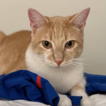 Rescue Domestic Short Hair Cats for Adoption in Los Angeles, California - Rusty | PetCurious