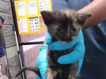 CHICKEN -  Domestic Short Hair Cat for Adoption in Tulsa, Oklahoma - CHICKEN | PetCurious