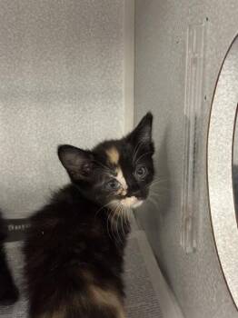 LIL TIGER DUDE -  Domestic Short Hair Cat for Adoption in Dallas, Texas - LIL TIGER DUDE | PetCurious