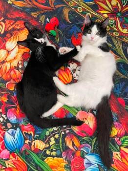 Miso and Dumpling -  Domestic Short Hair Cat for Adoption in Greece, New York - Miso And Dumpling | PetCurious