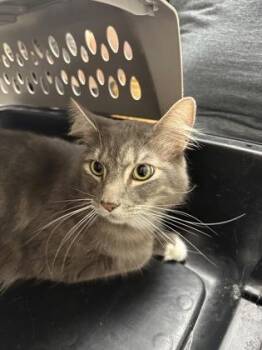 Pluto -  Domestic Short Hair Cat for Adoption in Sacramento, California - Pluto | PetCurious