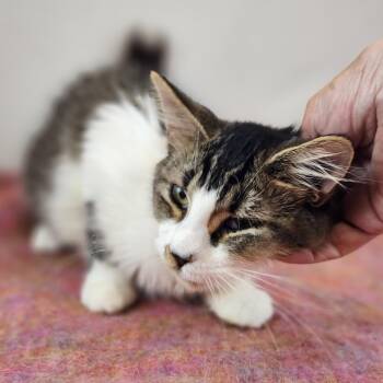 Fannie -  Domestic Medium Hair Cat for Adoption in New York, New York - Fannie | PetCurious