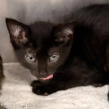 Daily Grind -  Domestic Short Hair Cat for Adoption in Evansville, Indiana - Daily Grind | PetCurious