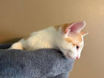 Drake 3572 -  Domestic Short Hair Cat for Adoption in Dallas, Texas - Drake 3572 | PetCurious