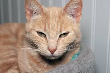 Domestic Short Hair Cats Available for Adoption in Vancouver, Washington - Goldie | PetCurious