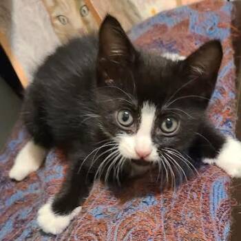 Rescue Domestic Short Hair Cats for Adoption in Marshall, Texas - Gus | PetCurious