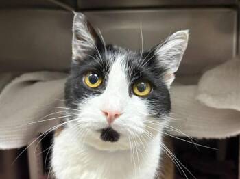 Damian -  Domestic Short Hair Cat for Adoption in Portland, Oregon - Damian | PetCurious