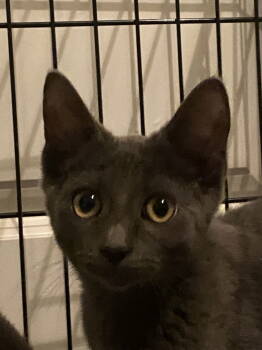 Rescue Russian Blue Cats for Adoption in Vallejo, California - Paws ( KT) | PetCurious