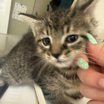 Houston -  Domestic Short Hair Cat for Adoption in Pekin, Illinois - Houston | PetCurious