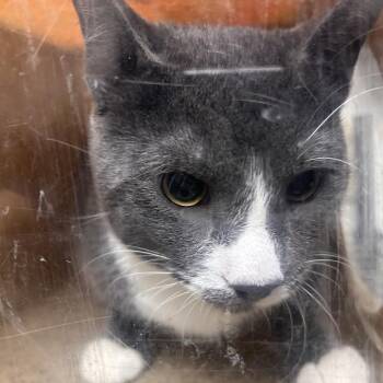 Domestic Short Hair Cats Available for Adoption in Philadelphia, Pennsylvania - Tom Catty | PetCurious