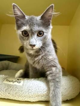Opal -  Domestic Medium Hair Cat for Adoption in Sidney, British Columbia - Opal | PetCurious