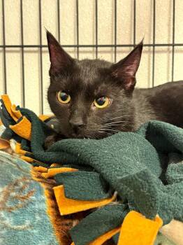 Stella -  Domestic Short Hair Cat for Adoption in Rock Springs, Wyoming - Stella | PetCurious