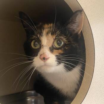 Rescue Domestic Short Hair Cats for Adoption in Gloucester, Virginia - Apple Fritter | PetCurious