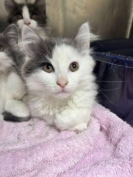 Scooter -  Domestic Long Hair Cat Available for Adoption in Marietta, Georgia - Scooter | PetCurious