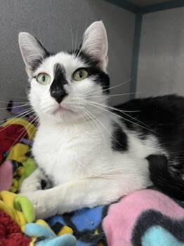 Rescue Domestic Short Hair Cats for Adoption in Montgomery, New Jersey - Kluski | PetCurious