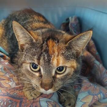 Rescue Domestic Short Hair Cats for Adoption in Fairport, New York - Tiger | PetCurious