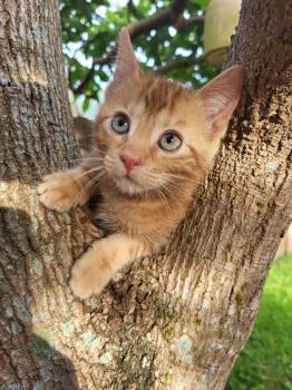 Carrl -  Domestic Short Hair Cat for Adoption in Sunrise, Florida - Carrl | PetCurious