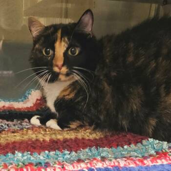 Domestic Short Hair Cats Available for Adoption in Concord, North Carolina - Ambrosia | PetCurious