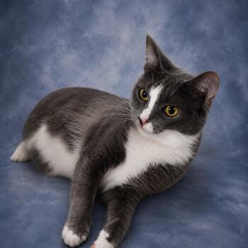Courage -  Domestic Short Hair Cat for Adoption in Springfield, Ohio - Courage | PetCurious