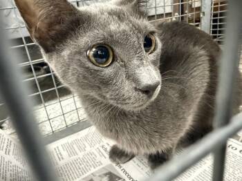 A186465 -  Domestic Short Hair Cat for Adoption in Pasadena, Texas - A186465 | PetCurious