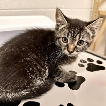 STITCH -  Domestic Medium Hair Cat for Adoption in Derwood, Maryland - STITCH | PetCurious