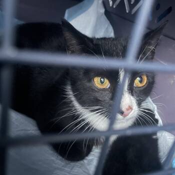 Domestic Short Hair Cats Available for Adoption in New York, New York - Laurel | PetCurious