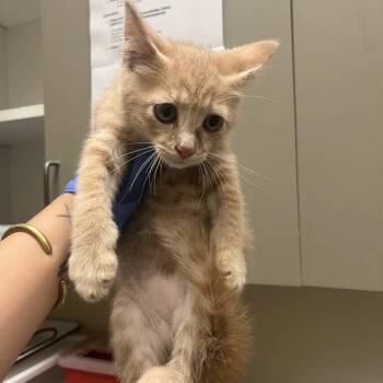 Colby 7470 -  Domestic Short Hair Cat for Adoption in Columbus, Georgia - Colby 7470 | PetCurious