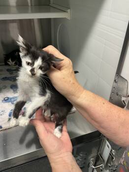 Rescue Domestic Short Hair Cats for Adoption in Athens, Tennessee - Grape | PetCurious