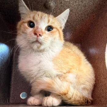 Domestic Short Hair Cats Available for Adoption in Birmingham, Alabama - Aerion | PetCurious