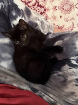 Bingo -  Domestic Short Hair Cat for Adoption in Georgetown, Kentucky - Bingo | PetCurious