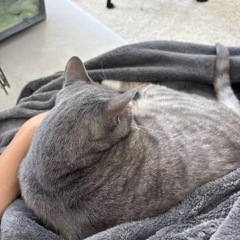 Domestic Short Hair Cats Available for Adoption - Stella | PetCurious