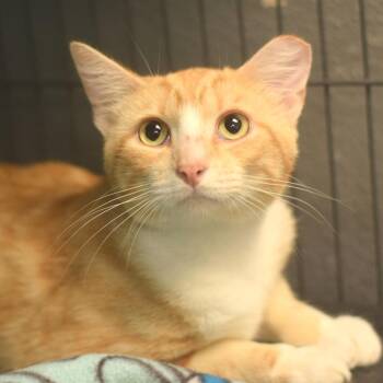 Cinnamon -  Domestic Short Hair Cat for Adoption in Belleville, Illinois - Cinnamon | PetCurious