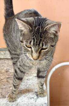 Domestic Short Hair and Tabby Cats Available for Adoption - Tizzy | PetCurious