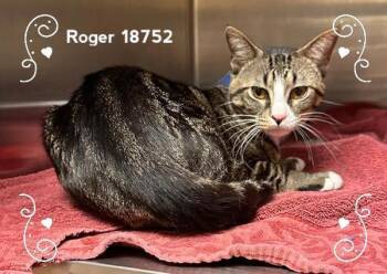 Domestic Short Hair Cats Available for Adoption in Marietta, Georgia - Roger (618) | PetCurious