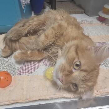 Brewster -  Domestic Medium Hair Cat for Adoption in Oshkosh, Wisconsin - Brewster | PetCurious