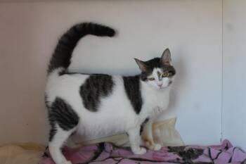 Honeydukes -  Domestic Short Hair Cat for Adoption in Chestertown, Maryland - Honeydukes | PetCurious
