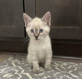 Felix -  Siamese Cat for Adoption in Vancouver, Washington - Felix | PetCurious