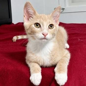 Biscuit -  Domestic Short Hair Cat for Adoption in Rochester, Minnesota - Biscuit | PetCurious