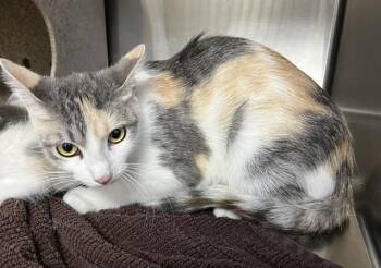 ERIE -  Domestic Short Hair Cat for Adoption in Norco, California - ERIE | PetCurious
