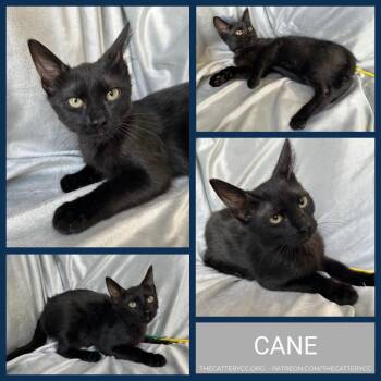 Cane -  Domestic Short Hair Cat for Adoption in Corpus Christi, Texas - Cane | PetCurious