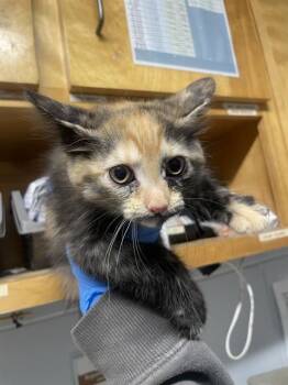 BISCOTTI -  Domestic Medium Hair and Domestic Short Hair Cat for Adoption in Tallahassee, Florida - BISCOTTI | PetCurious