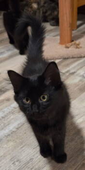 Rescue Domestic Long Hair Cats for Adoption in Columbus, Minnesota - April | PetCurious