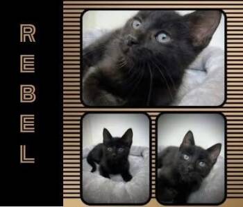 Rescue Domestic Short Hair Cats for Adoption in Midlothian, Texas - Rebel | PetCurious