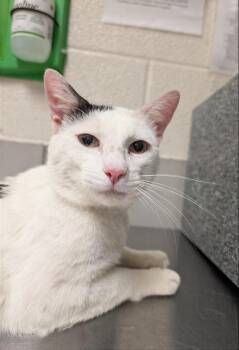 A453702 -  Domestic Short Hair Cat for Adoption in Nashville, Tennessee - A453702 | PetCurious
