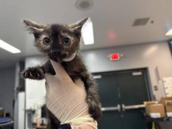 A1925647 -  Domestic Short Hair Cat for Adoption in Thousand Palms, California - A1925647 | PetCurious