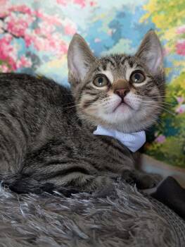 Splinter -  Domestic Short Hair and Tabby Cat for Adoption in Fremont, California - Splinter | PetCurious
