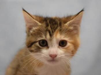 Meleys -  Domestic Short Hair Cat for Adoption in Portland, Oregon - Meleys | PetCurious