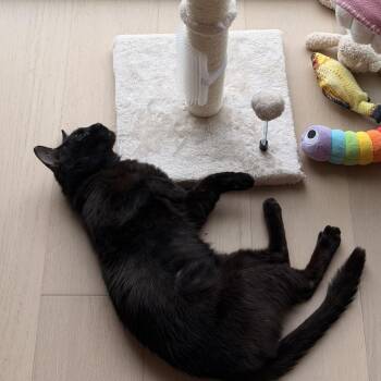 Obi -  Domestic Short Hair Cat for Adoption in New York, New York - Obi | PetCurious